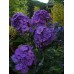 Флокс Phlox Синее Море